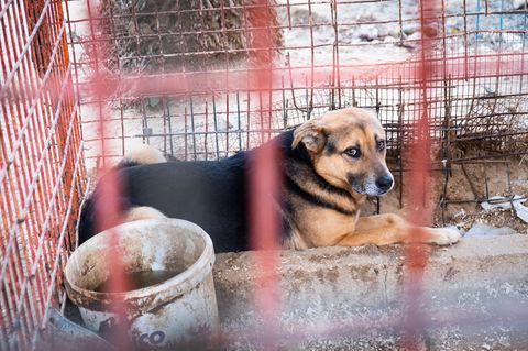 Gaza: Protokoll der Befreiung zweier Hunde aus dem Rafah-Zoo