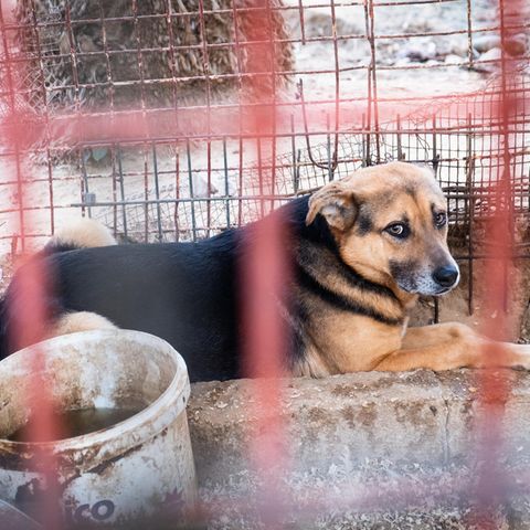 Gaza: Protokoll der Befreiung zweier Hunde aus dem Rafah-Zoo