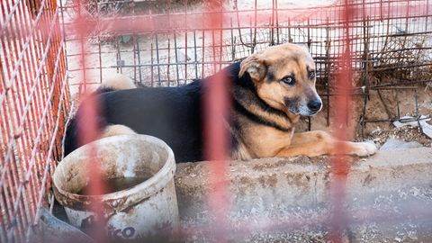 Gaza: Protokoll der Befreiung zweier Hunde aus dem Rafah-Zoo