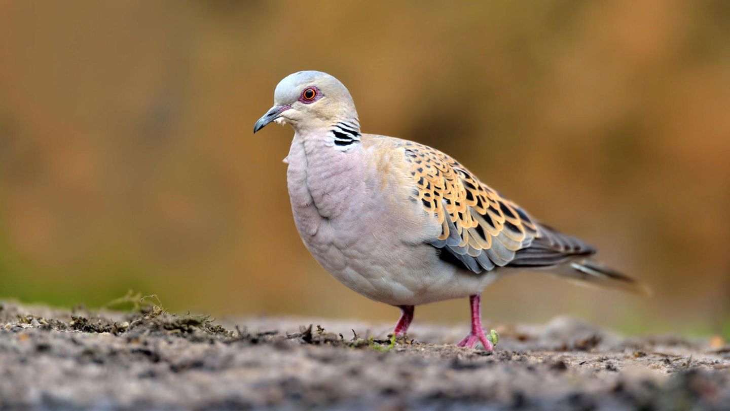 Vogel des Jahres 2020