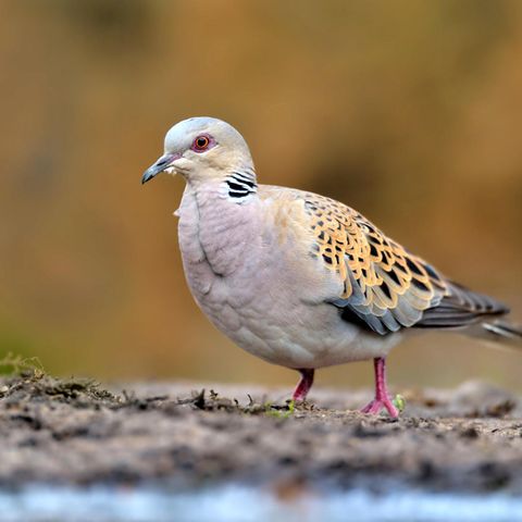 Vogel des Jahres 2020
