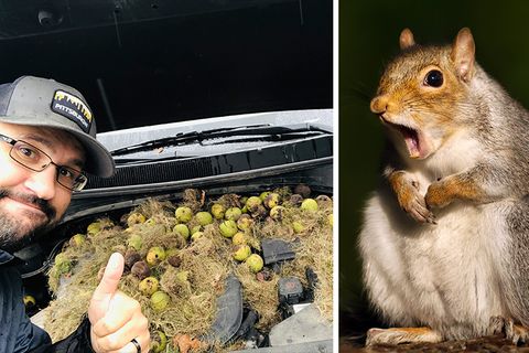 Eichhörnchen horten mehr als 200 Walnüsse unter einer Motorhaube