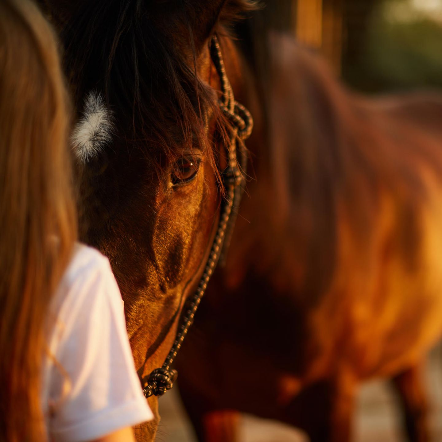 18-Jährige isst eigenes Pferd