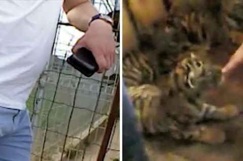Videomaterial von Vier Pfoten zeigt, wie Händler vier Tigerwelpen verkaufen wollen