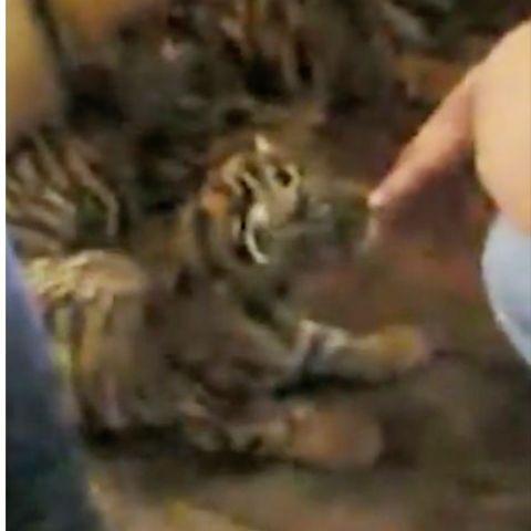 Videomaterial von Vier Pfoten zeigt, wie Händler vier Tigerwelpen verkaufen wollen