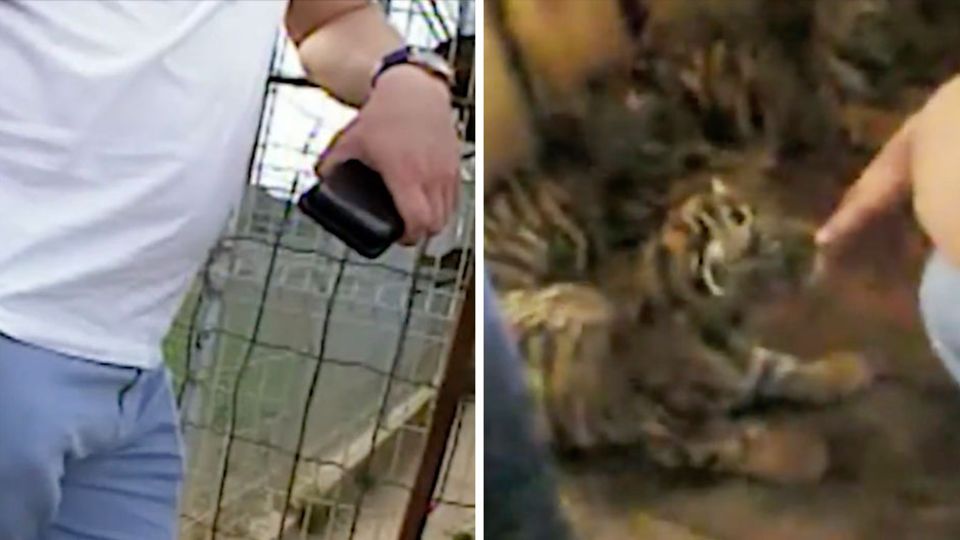 Videomaterial von Vier Pfoten zeigt, wie Händler vier Tigerwelpen verkaufen wollen