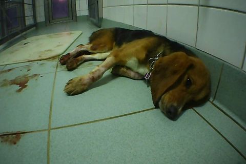 Hund im Labor