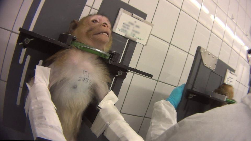 Affen im Labor