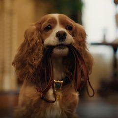 Im neuen Film "Susi und Strolch" werden die Rollen von realen Tieren und Menschen gespielt.