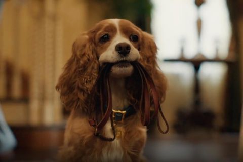 Im neuen Film "Susi und Strolch" werden die Rollen von realen Tieren und Menschen gespielt.