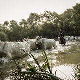 Kühe mühen sich durch kniehohes Wasser