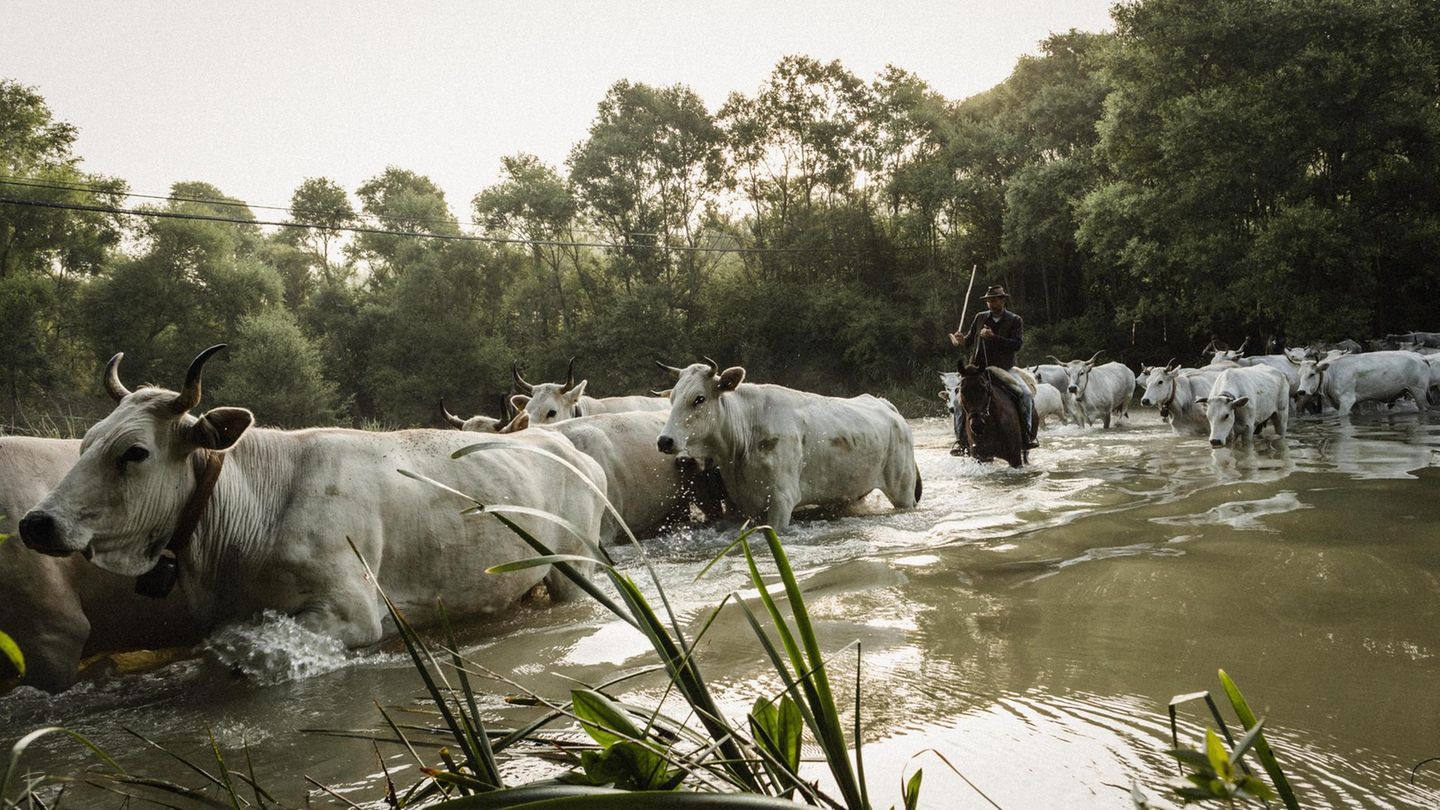 Kühe mühen sich durch kniehohes Wasser