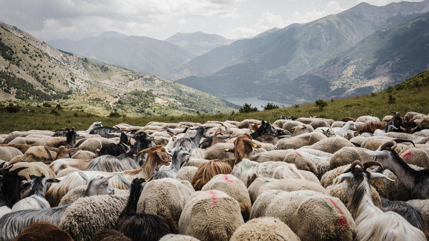 Eine Schafherde im Gebirge