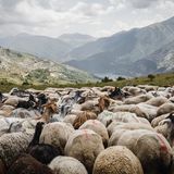 Eine Schafherde im Gebirge