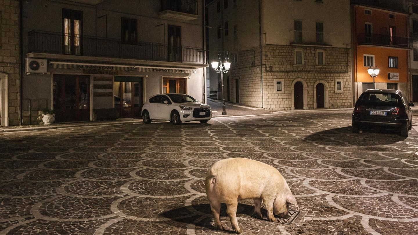 Ein Schwein auf einem Platz