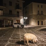 Ein Schwein auf einem Platz