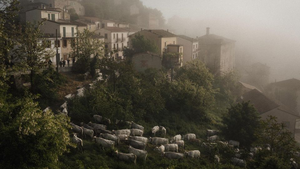 Schafe grasen auf einer Weide in Castropignano