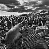 Seeelefanten auf der Insel Südgeorgien