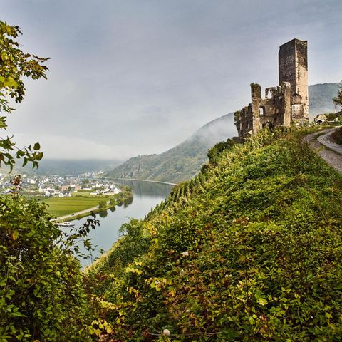 Die Burgruine Metternich