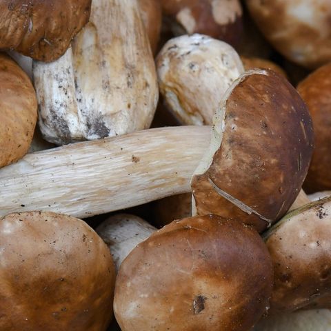 In einem Korb liegen lauter Steinpilze, die noch Erde an ihren Stängeln haben