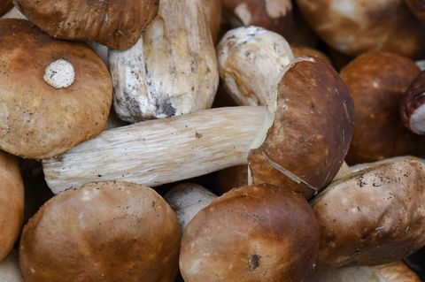 In einem Korb liegen lauter Steinpilze, die noch Erde an ihren Stängeln haben