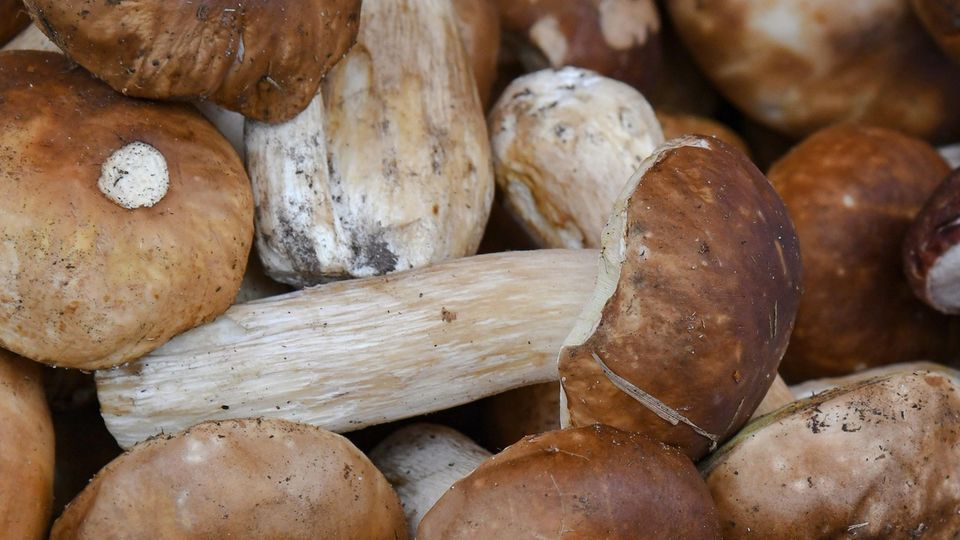 In einem Korb liegen lauter Steinpilze, die noch Erde an ihren Stängeln haben