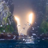 Auf den entlegenen Kurilen südlich der Kamtschatka-Halbinsel: Dickschnabellummen fliegen aus einer kathedralenartigen Schlucht, während hinter ihnen die Sonne untergeht