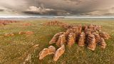 Bungle Bungle werden diese bienenstockartigen Felsformationen genannt. Sie entstanden durch natürliche Vorgänge und gehören zum Purnululu- Nationalpark in Westaustralien.