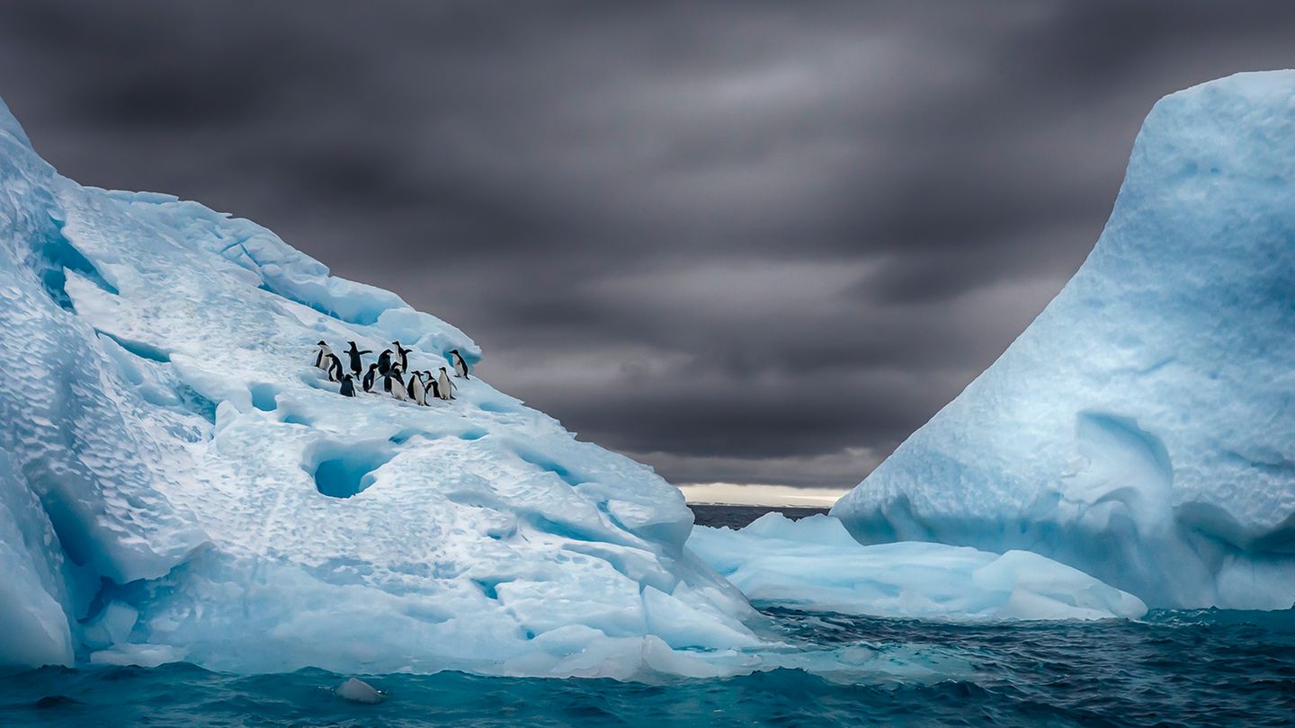 Eine Gruppe Adeliepinguine am eisigen Rand der Antarktischen Halbinsel unweit des Fortín Sargento Cabral