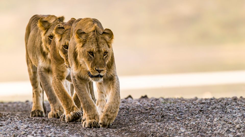 Drei Löwinnen beim Ndutu-See am Ostrand des Serengeti-Nationalparks in Tansania