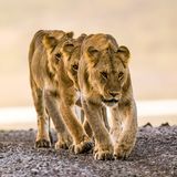 Drei Löwinnen beim Ndutu-See am Ostrand des Serengeti-Nationalparks in Tansania
