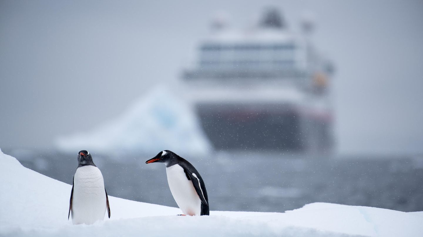 Kurs Antarktis: Zwei Pinguine und ein Kreuzfahrtschiff begegnen sich in der Wlhelmina-Bay