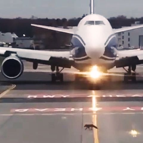 Airport in Moskau: Fuchs von links - wartet dieser riesige Jet tatsächlich, bis das Tier die Startbahn überquert hat?