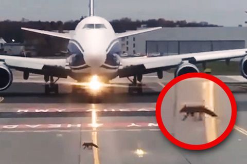 Airport in Moskau: Fuchs von links - wartet dieser riesige Jet tatsächlich, bis das Tier die Startbahn überquert hat?