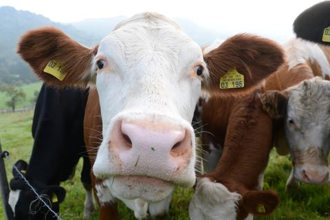 Eine entlaufene Kuh randalierte in Unterfranken (Symbolbild)