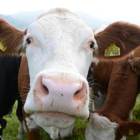 Eine entlaufene Kuh randalierte in Unterfranken (Symbolbild) Eine entlaufene Kuh randalierte in Unterfranken (Symbolbild)