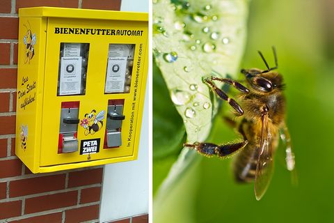 Ein Bienenfutterautomat hängt an einer Hausfassade in Dortmund