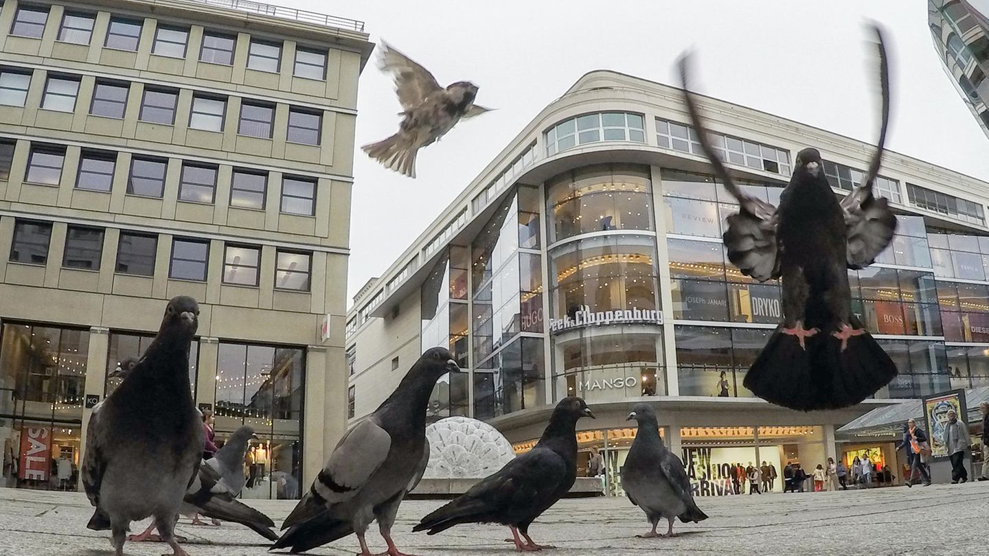 Tauben und Spatzen sind auf der Königstraße unterwegs