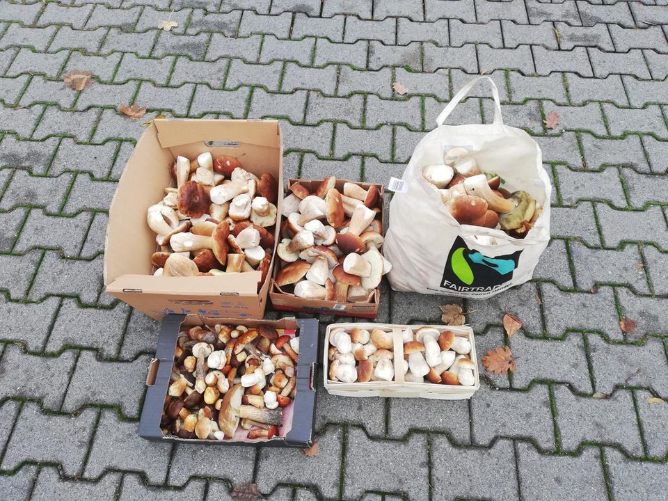 Fast 20 Kilogramm, größtenteils Steinpilze, entdeckten Polizisten bei einem Sammler in Rheinland-Pfalz