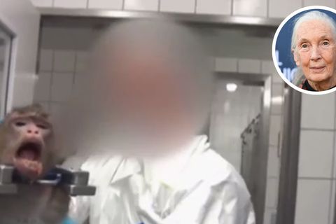 Tierversuch im LPT-Labor bei Hamburg; Jane Goodall