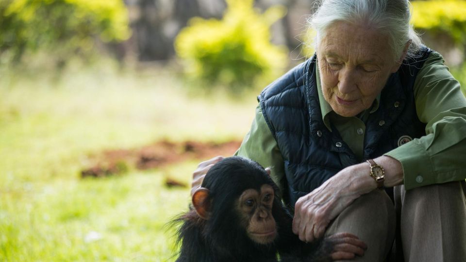 Affenforscherin Jane Goodall