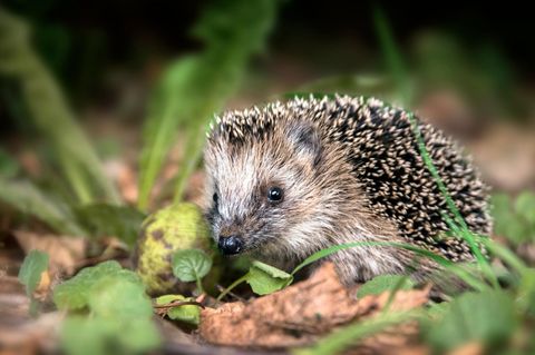 Im Oktober geht das Nahrungsangebot für Igel zurück, sie suchen nun nach einem Platz für den Winterschlaf.