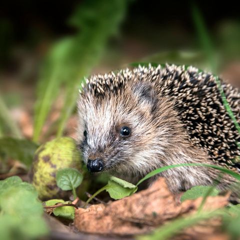 Im Oktober geht das Nahrungsangebot für Igel zurück, sie suchen nun nach einem Platz für den Winterschlaf.