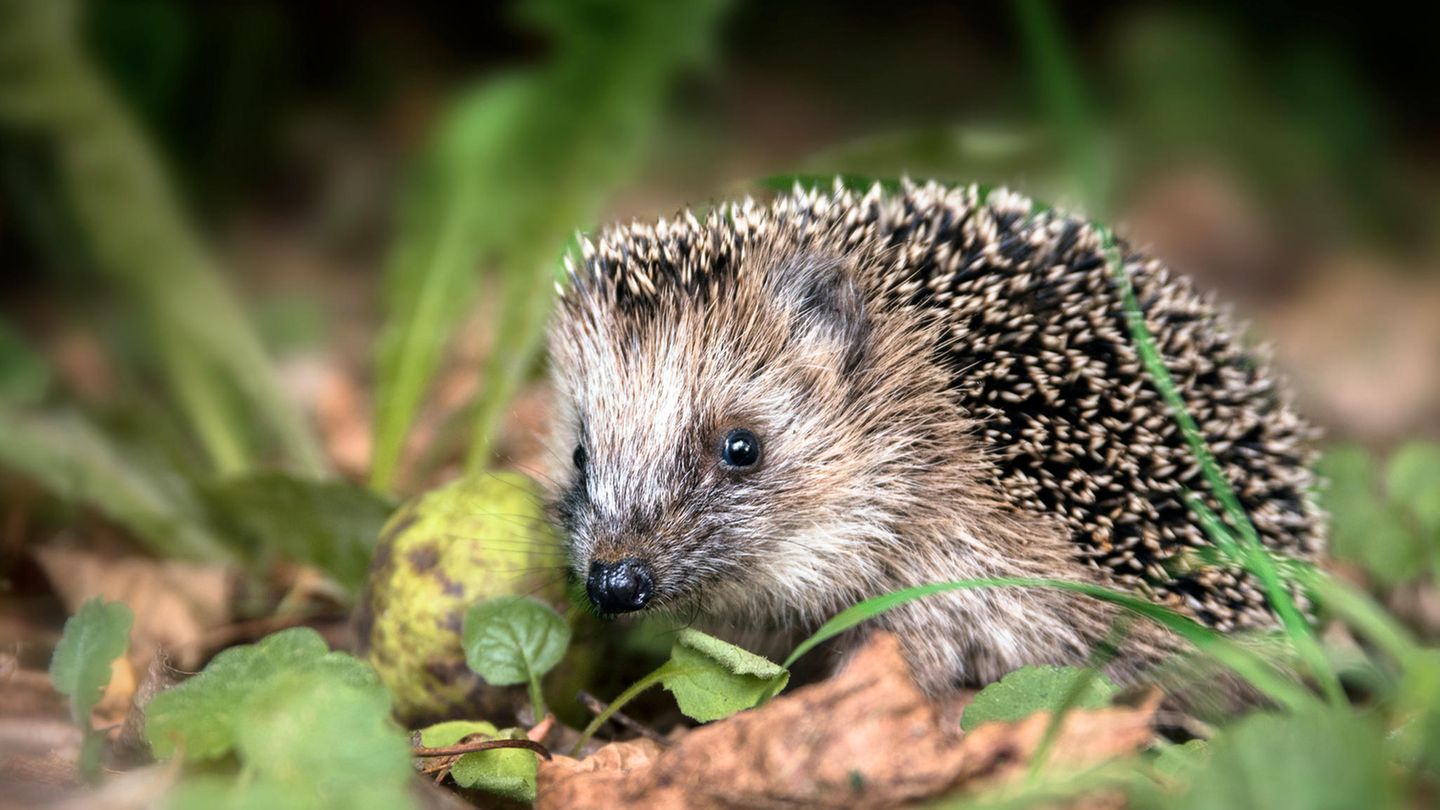 Im Oktober geht das Nahrungsangebot für Igel zurück, sie suchen nun nach einem Platz für den Winterschlaf.