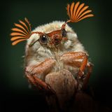 Der Waliser Alan Price reichte den "Cockchafer" ein, also einen Maikäfer.