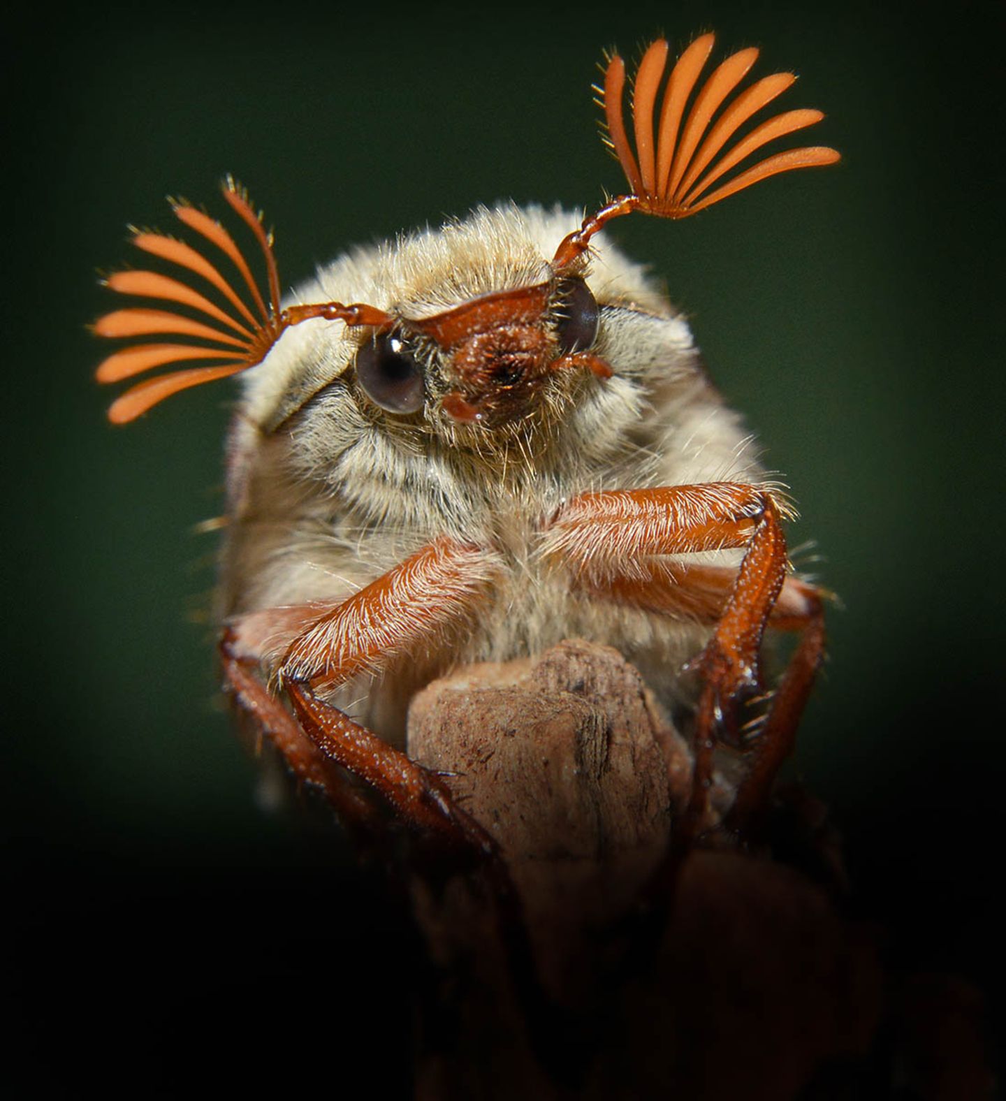Der Waliser Alan Price reichte den "Cockchafer" ein, also einen Maikäfer.