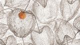 Die Belgierin Chrstl Deckx schoss das Foto "Red Dot": Es zeigt einige leere Physalis.