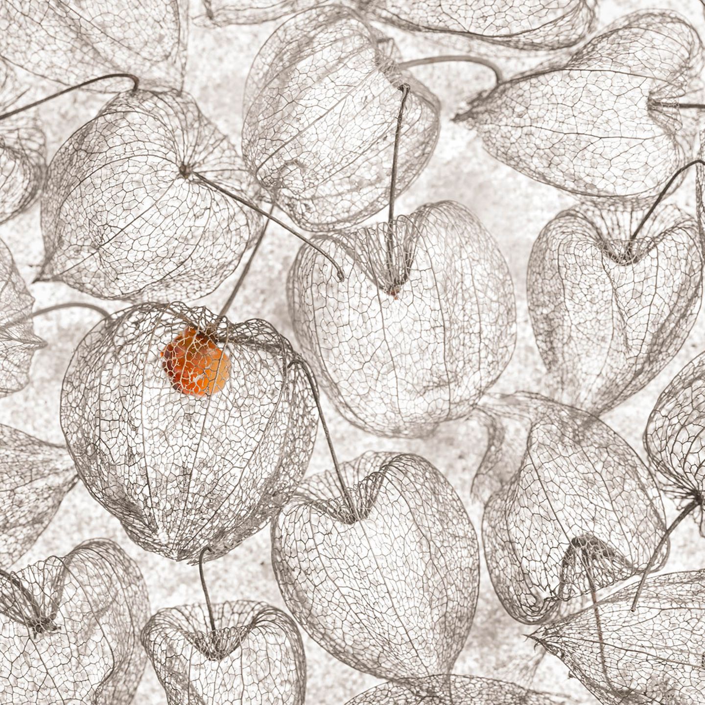Die Belgierin Chrstl Deckx schoss das Foto "Red Dot": Es zeigt einige leere Physalis. Nur in einer befindet sich noch eine Frucht. Die Belgierin Chrstl Deckx schoss das Foto "Red Dot": Es zeigt einige leere Physalis.