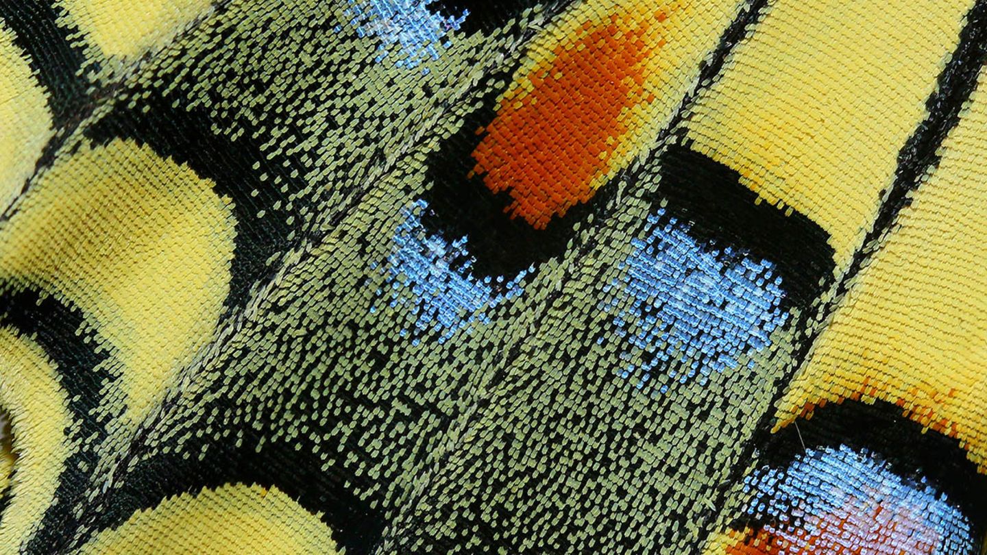 "Woven" heißt das Bild voN Hasan Baglar aus Zypern und erinnert in der Makroansicht an einen gewebten Wandteppich