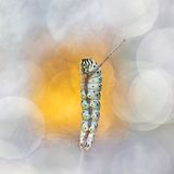 Eine Raupe klettert einen Stock empor